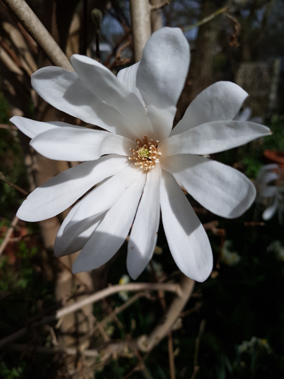 M. stellata